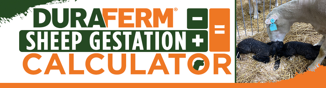 Sheep Gestation Calculator DuraFerm Sheep Gestation Calculator DuraFerm
