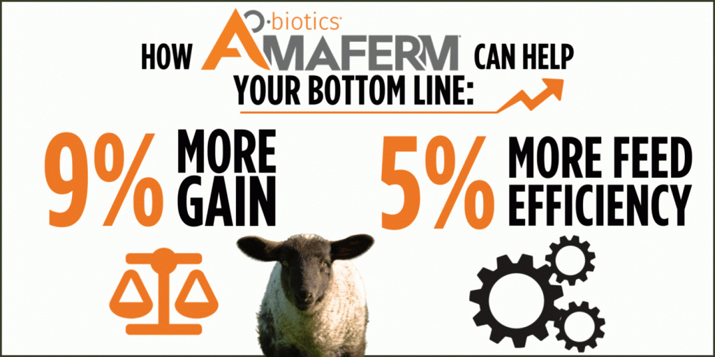 Amaferm results in 9% more gain and 5% more feed efficiency when included in sheep diets. 