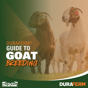 goat breeding