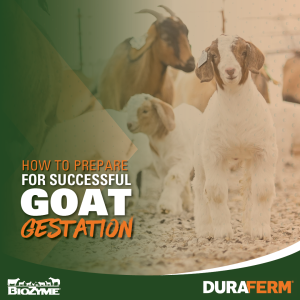 goat gestation