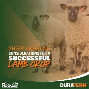 sheep breeding