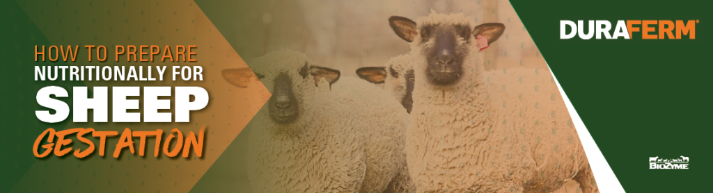 How to Prepare Nutritionally for Sheep Gestation DuraFerm