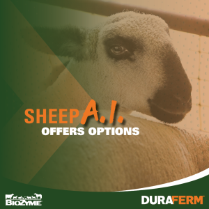 sheep AI