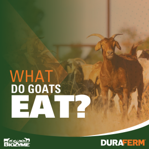 what do goats eat?