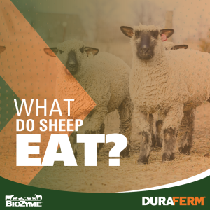 what do sheep eat