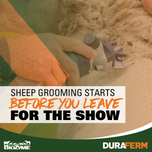 sheep grooming