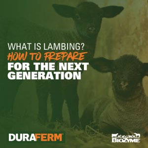 What is lambing?