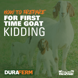 first time goat kidding