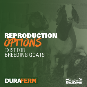 breeding goats