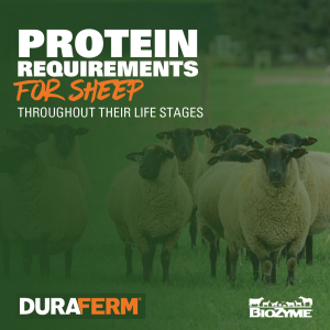 Protein Requirements for Sheep