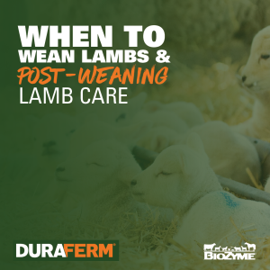 When to wean lambs