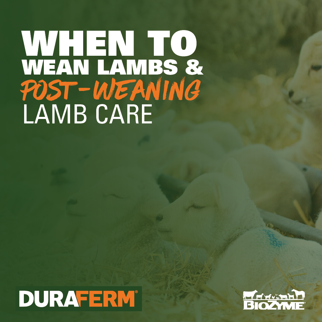 When to Wean Lambs and Post-weaning Lamb Care - DuraFerm