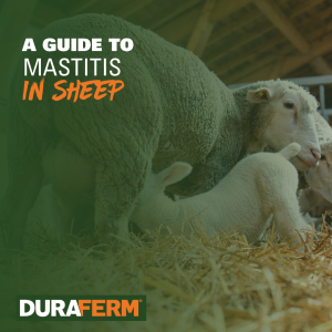 mastitis in sheep