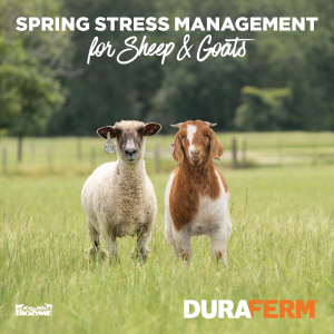 spring stress management for sheep and goats