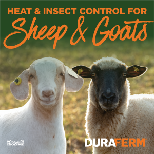 heat and insect control for sheep and goats