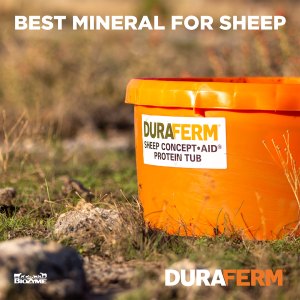 best mineral for sheep
