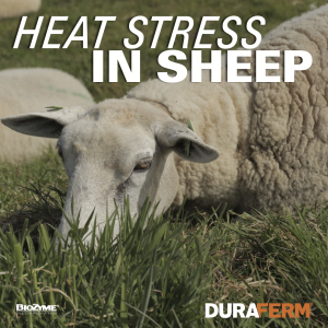 heat stress in sheep